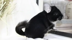 Czy jest zapach, gdy zawartość szynszyli